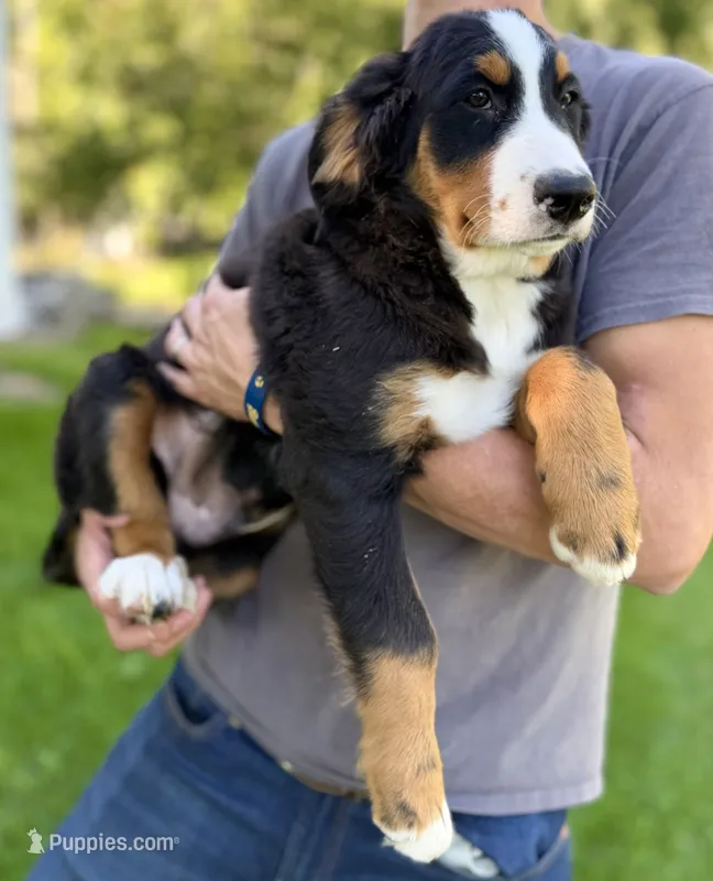 Orange Boy Ultra Bernedoodle 🧡 – Bernese Mountain Dog, Poodle - Standard  puppy for sale in Byron Center, MI