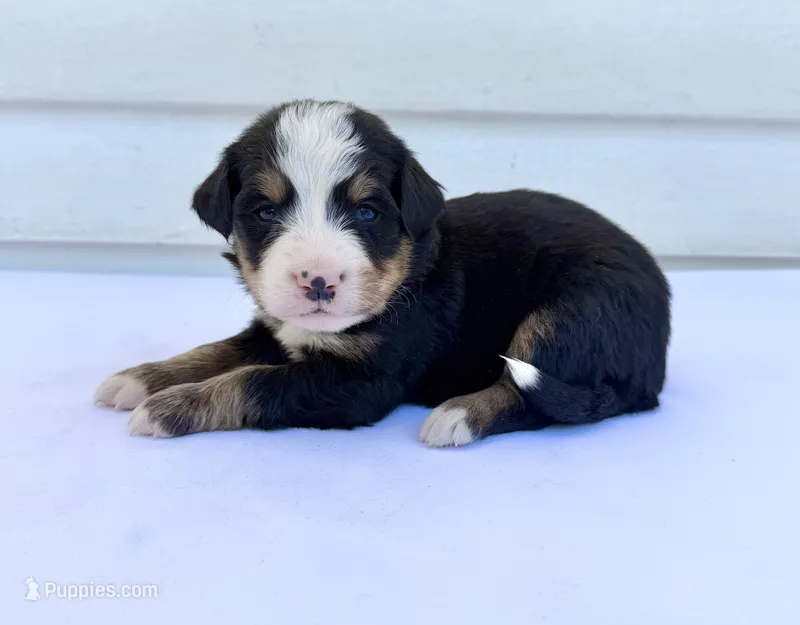 Orange Girl 🧡 – Bernese Mountain Dog, Poodle - Standard  puppy for sale in Byron Center, MI