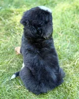 Orange Boy 🧡, a male Bernese Mountain Dog and Poodle - Standard  for sale in Byron Center, MI – 4 of 4