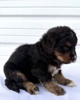 Mercedes Red Boy ♥️, a male Bernese Mountain Dog and Bernedoodle for sale in Byron Center, MI – 2 of 5