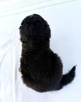 Mercedes Red Boy ♥️, a male Bernese Mountain Dog and Bernedoodle for sale in Byron Center, MI – 4 of 5