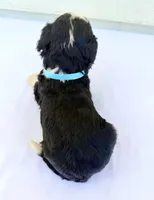 Blue Girl 🩵, a female Bernese Mountain Dog and Poodle - Standard  for sale in Byron Center, MI – 4 of 5