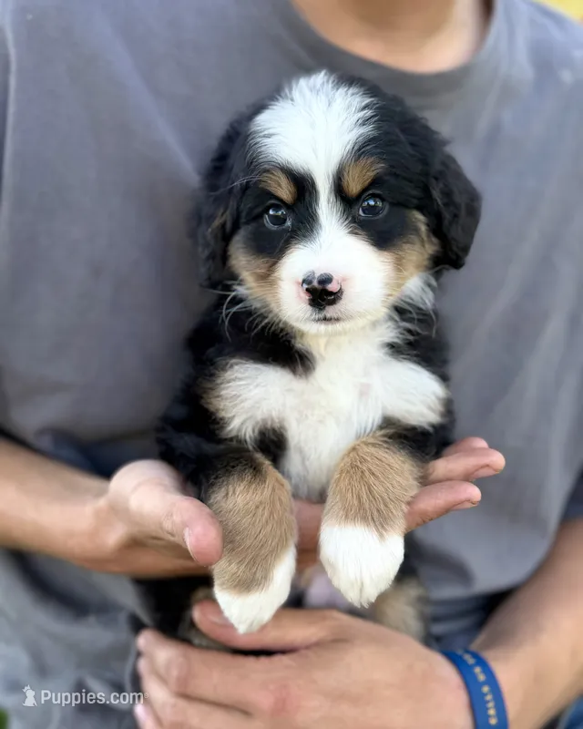 Green Boy 💚 – Bernese Mountain Dog, Poodle - Standard  puppy for sale in Byron Center, MI
