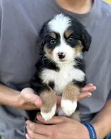 Green Boy 💚, a male Bernese Mountain Dog and Poodle - Standard  for sale in Byron Center, MI – 1 of 4