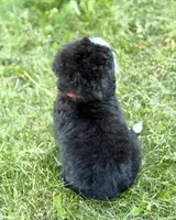 Red Girl ♥️, a female Bernese Mountain Dog and Poodle - Standard  for sale in Byron Center, MI – 4 of 5