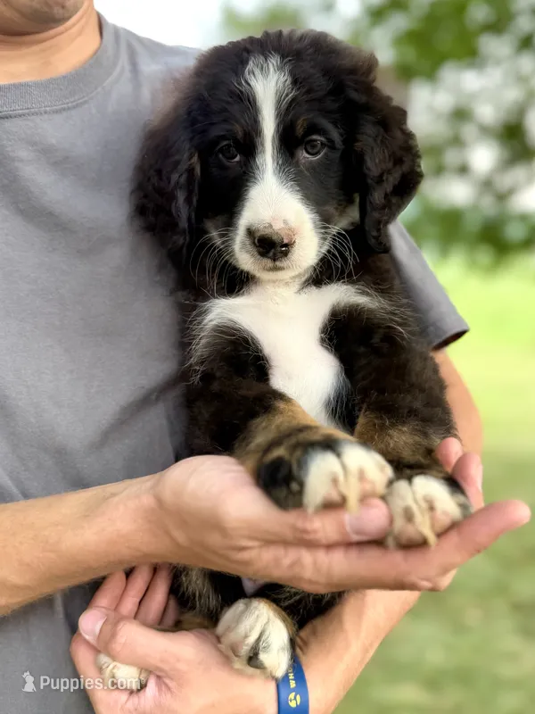 Red Girl ♥️ – Bernese Mountain Dog, Poodle - Standard  puppy for sale in Byron Center, MI