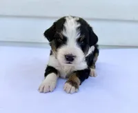 Yellow Boy 💛, a female Bernese Mountain Dog and Poodle - Standard  for sale in Byron Center, MI – 2 of 6