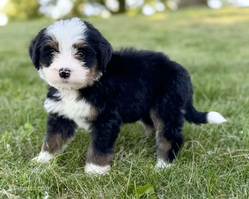 Orange Girl 🧡 – Bernese Mountain Dog, Poodle - Standard  puppy for sale in Byron Center, MI