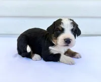 Yellow Boy 💛, a female Bernese Mountain Dog and Poodle - Standard  for sale in Byron Center, MI – 6 of 6