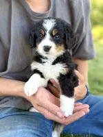 Yellow Girl 💛, a female Bernese Mountain Dog and Poodle - Standard  for sale in Byron Center, MI – 3 of 3