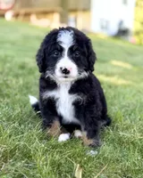 Red Girl ♥️, a female Bernese Mountain Dog and Poodle - Standard  for sale in Byron Center, MI – 2 of 5