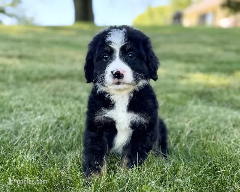 Red Girl ♥️ – Bernese Mountain Dog, Poodle - Standard  puppy for sale in Byron Center, MI