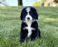 Red Girl ♥️, a female Bernese Mountain Dog and Poodle - Standard  for sale in Byron Center, MI – 1 of 5