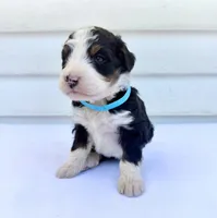 Blue Girl 🩵, a female Bernese Mountain Dog and Poodle - Standard  for sale in Byron Center, MI – 5 of 5