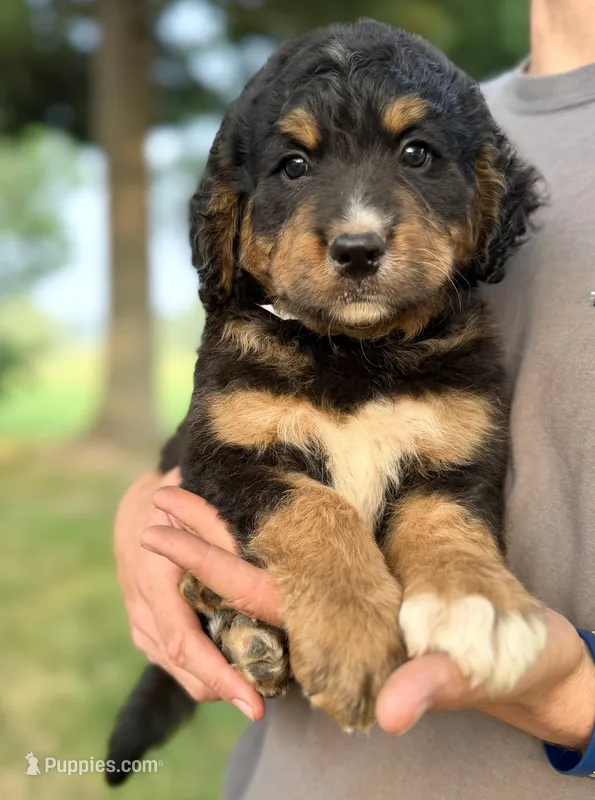 Mercedes Red Boy ♥️ – Bernese Mountain Dog, Bernedoodle puppy for sale in Byron Center, MI