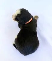 Orange Boy 🧡, a female Bernese Mountain Dog and Poodle - Standard  for sale in Byron Center, MI – 2 of 6