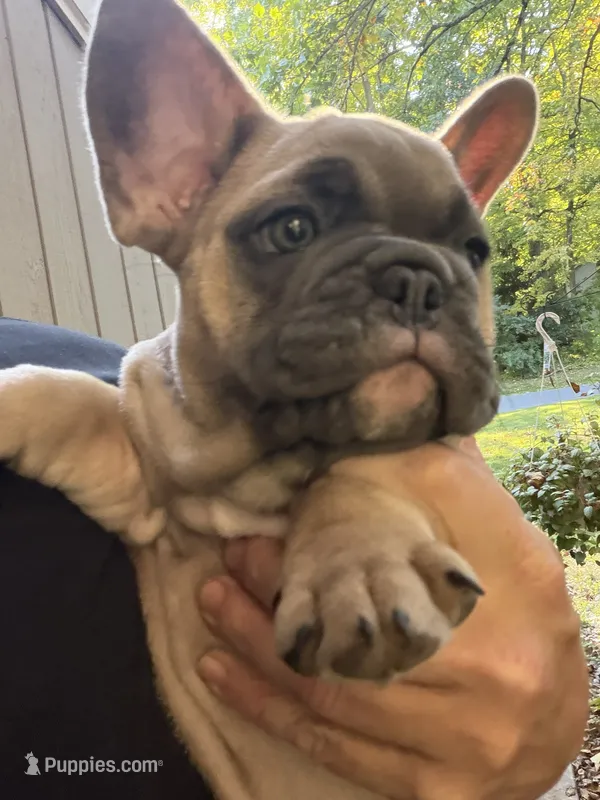 Radar – French Bulldog puppy for sale in Baldwinsville, NY