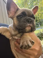 Radar, a male French Bulldog for sale in Baldwinsville, NY – 1 of 8