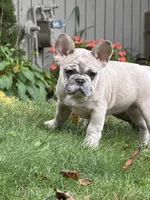 Haven, a female French Bulldog for sale in Baldwinsville, NY – 2 of 3