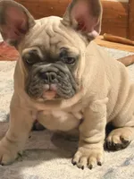 Radar, a male French Bulldog for sale in Baldwinsville, NY – 5 of 8