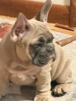Radar, a male French Bulldog for sale in Baldwinsville, NY – 4 of 8