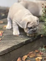 Jekyl, a male French Bulldog for sale in Baldwinsville, NY – 4 of 4