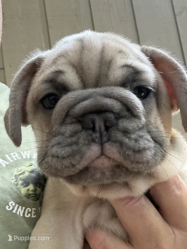 Kindred – French Bulldog puppy for sale in Baldwinsville, NY