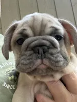 Kindred, a male French Bulldog for sale in Baldwinsville, NY – 1 of 5