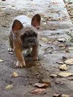 Radar, a male French Bulldog for sale in Baldwinsville, NY – 8 of 8