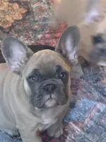 Radar, a male French Bulldog for sale in Baldwinsville, NY – 3 of 8