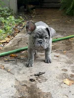 Haven, a female French Bulldog for sale in Baldwinsville, NY – 4 of 6