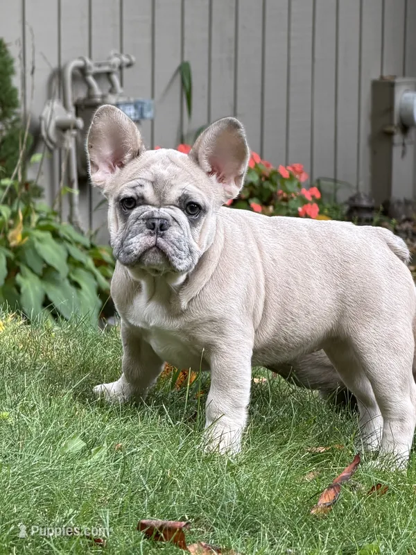 Haven – French Bulldog puppy for sale in Baldwinsville, NY