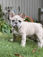 Haven, a female French Bulldog for sale in Baldwinsville, NY – 1 of 3