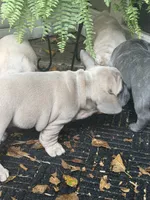 Kindred, a male French Bulldog for sale in Baldwinsville, NY – 4 of 5