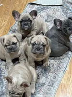 Haven, a female French Bulldog for sale in Baldwinsville, NY – 3 of 6