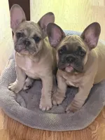 Radar, a male French Bulldog for sale in Baldwinsville, NY – 7 of 8