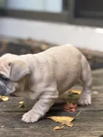 Jekyl, a male French Bulldog for sale in Baldwinsville, NY – 2 of 4
