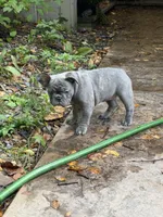Haven, a female French Bulldog for sale in Baldwinsville, NY – 6 of 6