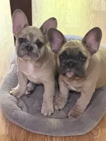 Haven, a female French Bulldog for sale in Baldwinsville, NY – 3 of 3