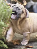 Kindred, a male French Bulldog for sale in Baldwinsville, NY – 5 of 5