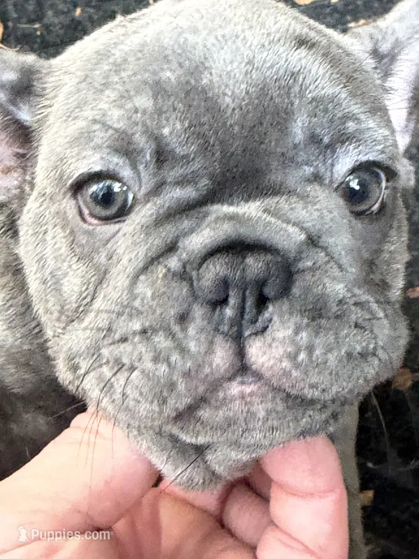 Haven – French Bulldog puppy for sale in Baldwinsville, NY