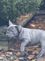 Haven, a female French Bulldog for sale in Baldwinsville, NY – 5 of 6