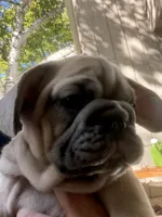 Kindred, a male French Bulldog for sale in Baldwinsville, NY – 2 of 5