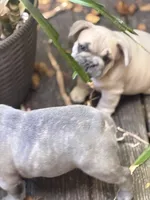 Jekyl, a male French Bulldog for sale in Baldwinsville, NY – 3 of 4