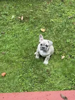 Jekyl, a male French Bulldog for sale in Baldwinsville, NY – 2 of 3