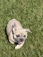 Jekyl, a male French Bulldog for sale in Baldwinsville, NY – 3 of 3