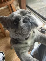 Haven, a female French Bulldog for sale in Baldwinsville, NY – 2 of 6