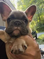 Radar, a male French Bulldog for sale in Baldwinsville, NY – 2 of 8