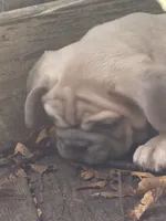 Kindred, a male French Bulldog for sale in Baldwinsville, NY – 3 of 5