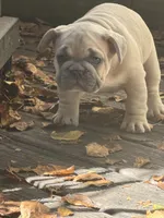 Jekyl, a male French Bulldog for sale in Baldwinsville, NY – 1 of 4